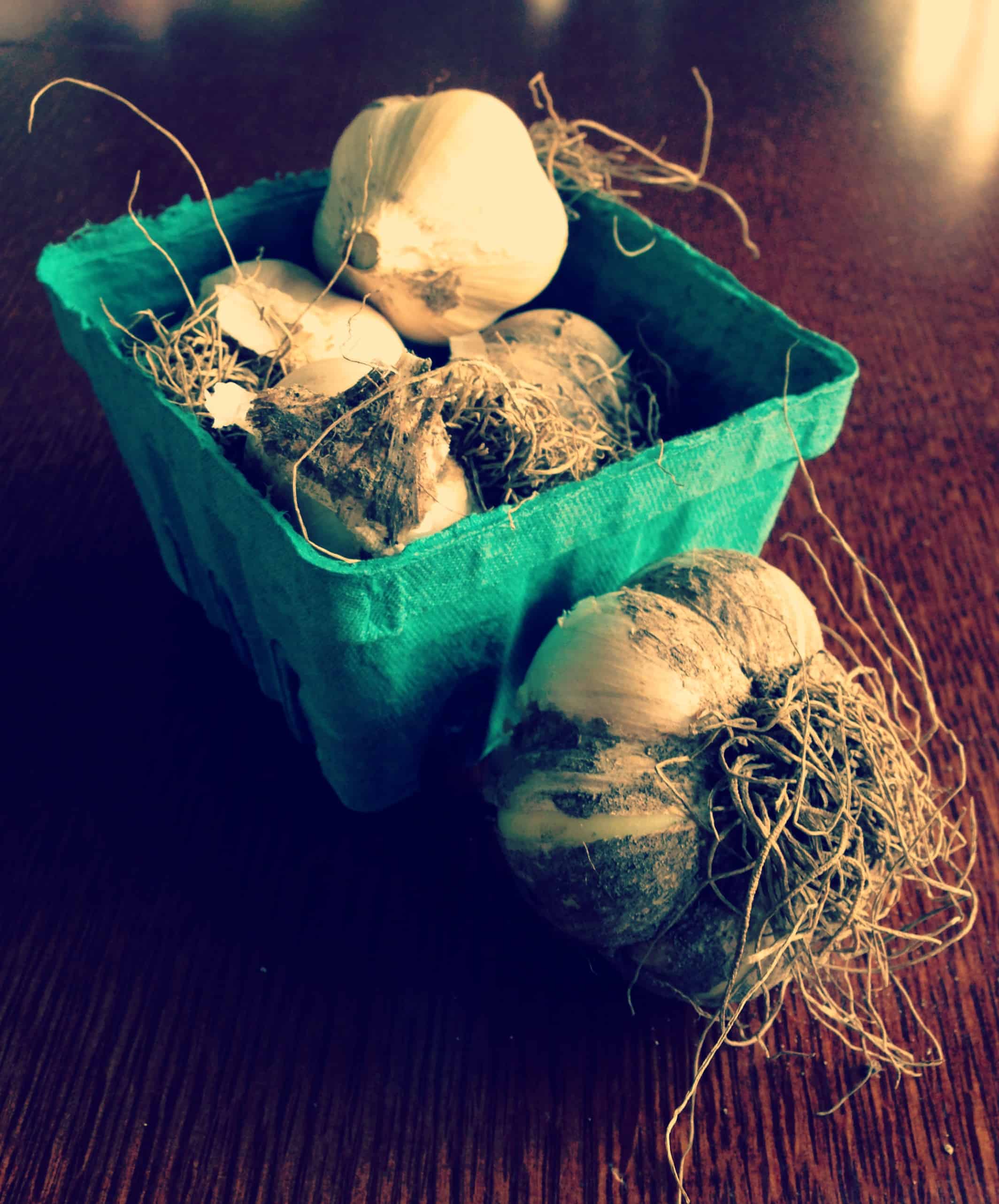 Fresh garlic heads in a pint box.