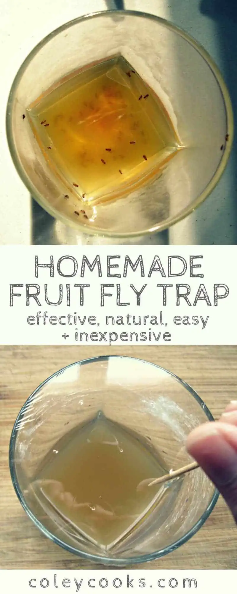 HOMEMADE FRUIT FLY TRAP | All natural fruit fly trap made using common kitchen ingredients. Effective, easy and inexpensive! . #easy #fruitflies #allnatural #DIY | ColeyCooks.com