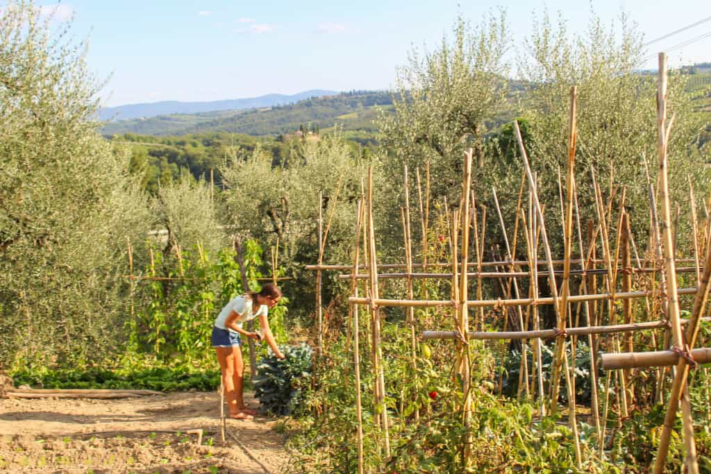 Fattoria Poggio Alloro, San Gimignano, Tuscany, Italy