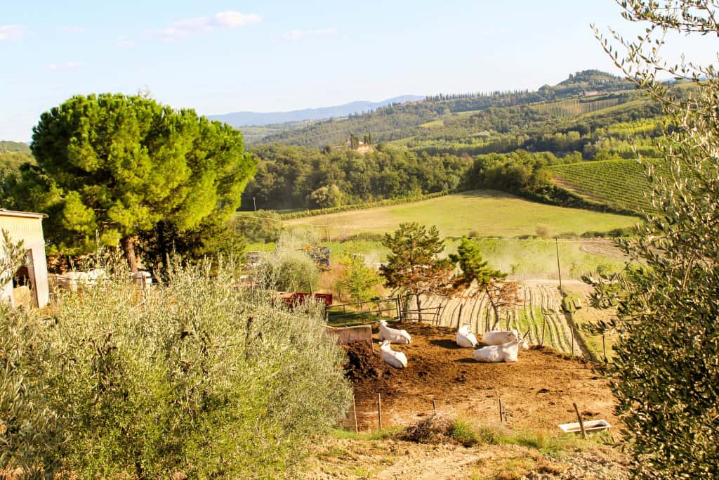 Fattoria Poggio Alloro, San Gimignano, Tuscany, Italy