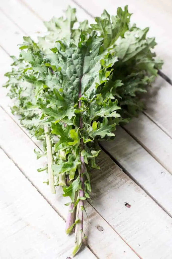 Closeup of a fresh bunch of flat leaf kale.