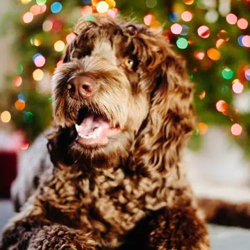 A close up of a dog in front of a Christmas tree.