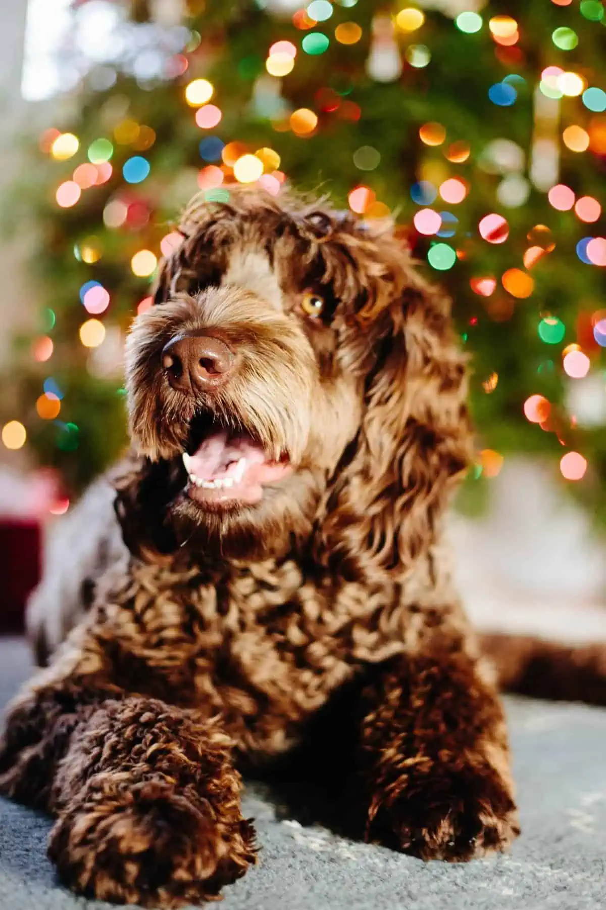 A close up of a dog in front of a Christmas tree.