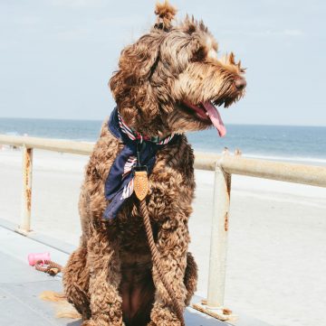 chocolate labradoodle with ponytail