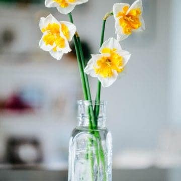 A bouquet of daffodils in a glass vase filled with water