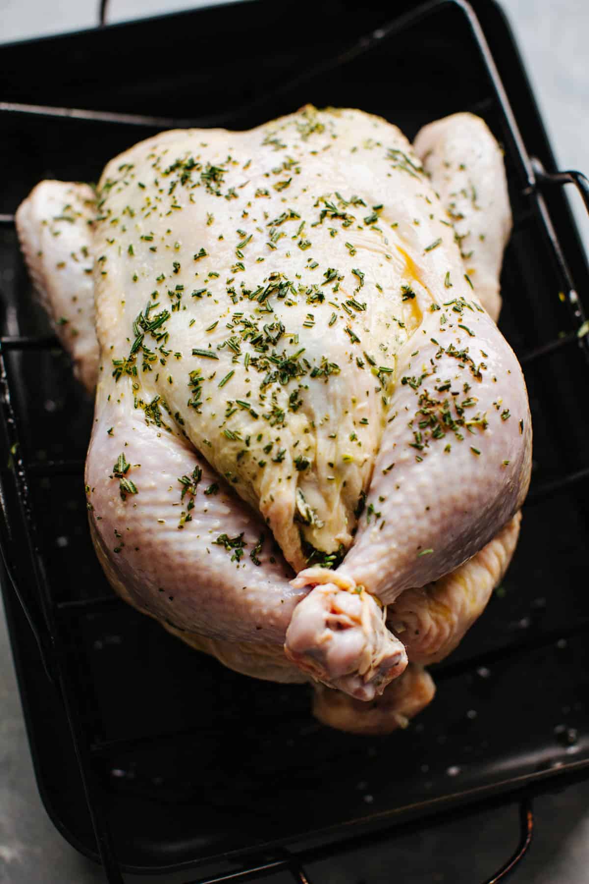 raw whole chicken in roasting pan rubbed with olive oil and herbs, legs tied together with twine