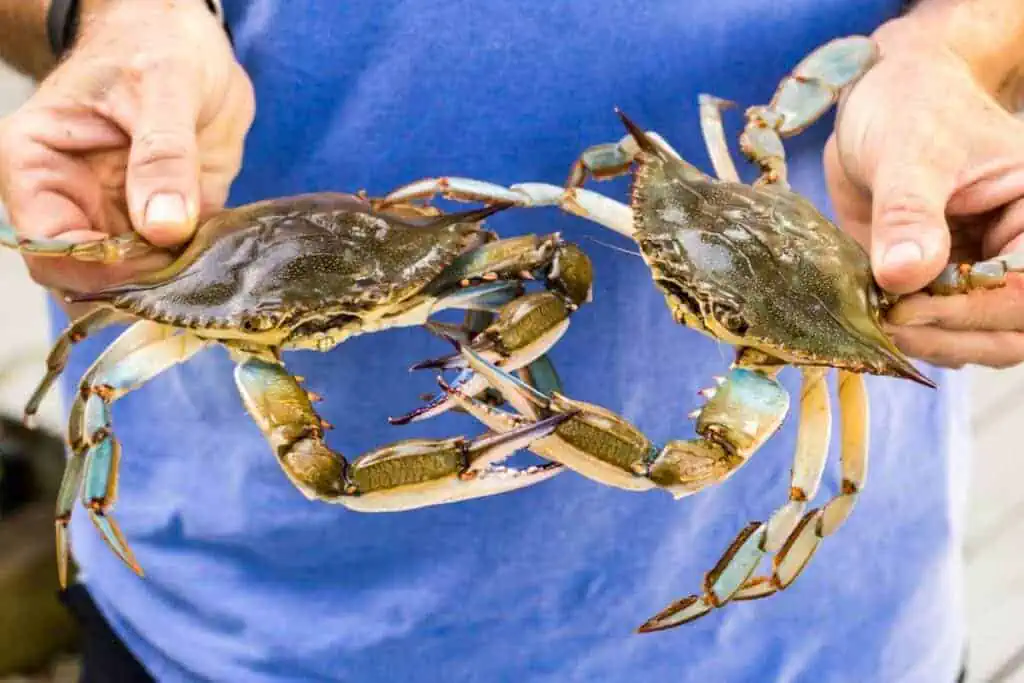 hands holding two large live blue claw crabs